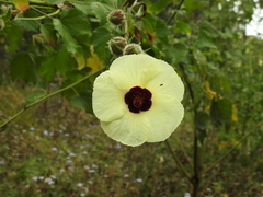 Hibiscus diversifolius