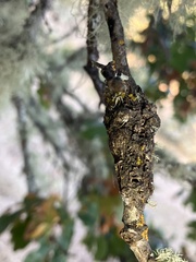 Andricus chrysolepidicola