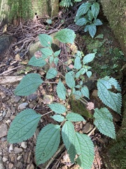 Lecanthus peduncularis