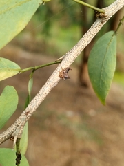 Oxyrhachis