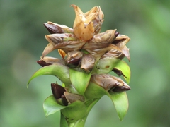 Werauhia hygrometrica