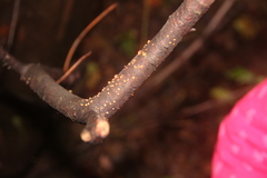 Nectria cinnabarina