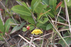 Ochna