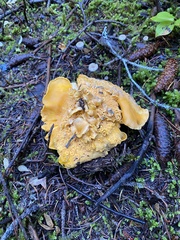 Cantharellus cascadensis