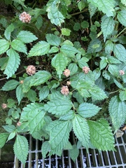 Lecanthus peduncularis