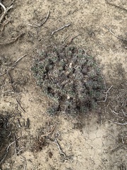 Coryphantha macromeris runyonii