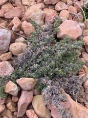 Astragalus kentrophyta tegetarius