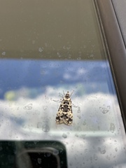 Scoparia exhibitalis