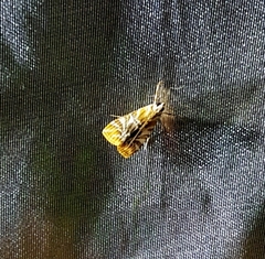 Macaretaera hesperis