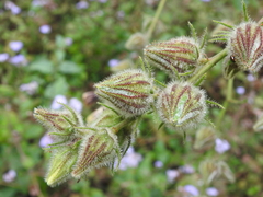 Hibiscus diversifolius
