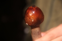 Limacella