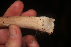 Limacella