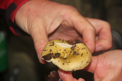 Russula ochroleuca