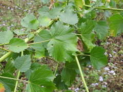 Hibiscus diversifolius