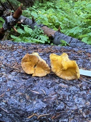 Cantharellus cascadensis