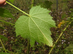 Hibiscus diversifolius