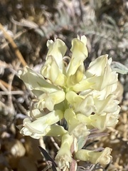 Astragalus asymmetricus