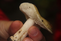 Russula ochroleuca