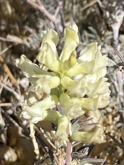 Astragalus asymmetricus