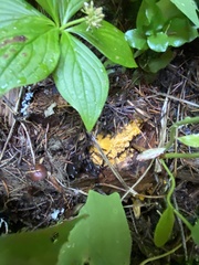 Cantharellus cascadensis