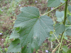 Hibiscus diversifolius