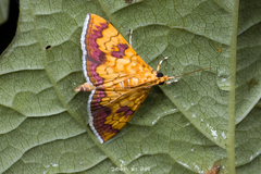 Isocentris filalis