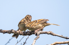 Ammodramus savannarum