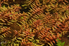 Rotala