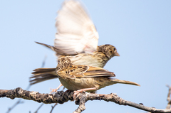 Ammodramus savannarum