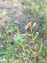 Philobota arabella