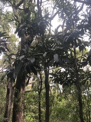 Elaeocarpus kirtonii