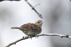 Ammodramus savannarum