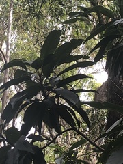 Elaeocarpus kirtonii