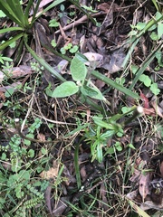 Astrotricha latifolia