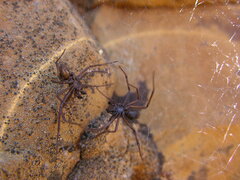 Steatoda albomaculata