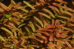 Rotala