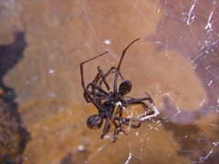 Steatoda albomaculata