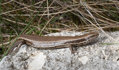 Oligosoma polychroma
