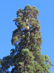 Sequoiadendron giganteum