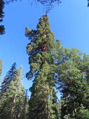 Sequoiadendron giganteum