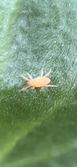 Rhagidiidae