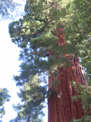 Sequoiadendron giganteum