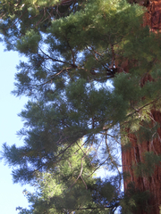 Sequoiadendron giganteum