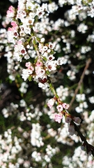 Exoneura bicolor