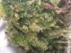 Zoopsis argentea