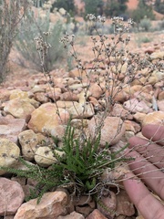 Ivesia sabulosa