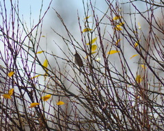 Carpodacus sibiricus