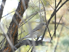 Setophaga coronata auduboni