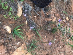 Arthropodium milleflorum