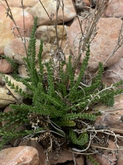 Ivesia sabulosa
